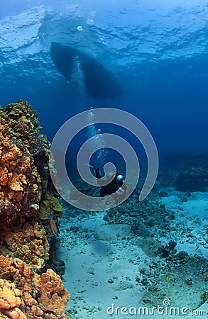 Scuba Diver exploring under the Boat