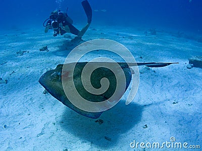 Scuba diver photographing a stingray underwater