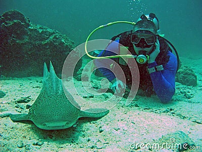 Scuba diver and shark, Thailand