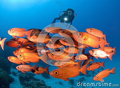 SCUBA Diver a shool of bright red fish