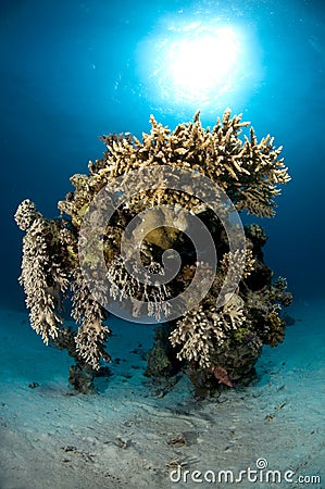 Scuba diving, Lion fish, coral reef, fish, marine life