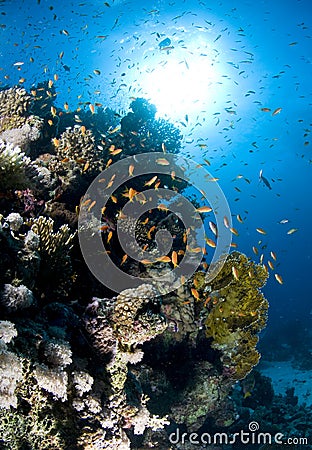 Scuba diving, Lion fish, coral reef, fish, marine life