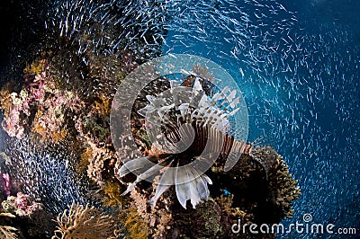 Scuba diving, Lion fish, coral reef, fish, marine life