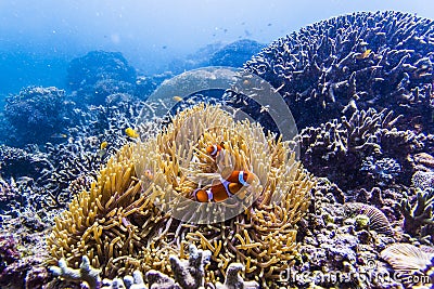 Scuba diving with nemo fish