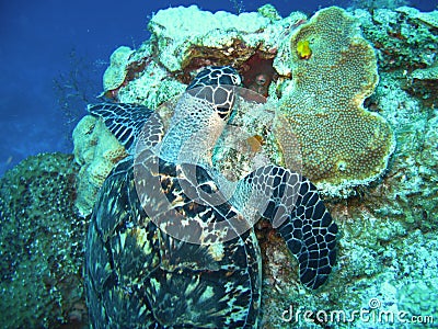 Scuba Diving. Sea Turtle.