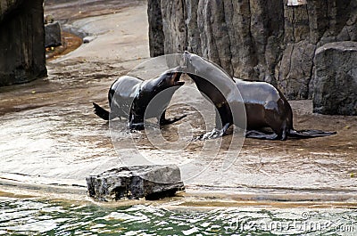 Sea ​​lion, friendly animals at the Prague Zoo