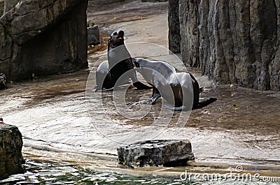 Sea ​​lion, friendly animals at the Prague Zoo