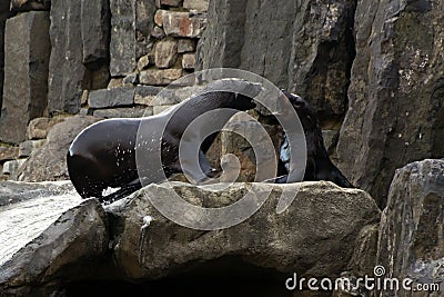 Sea ​​lion, friendly animals at the Prague Zoo