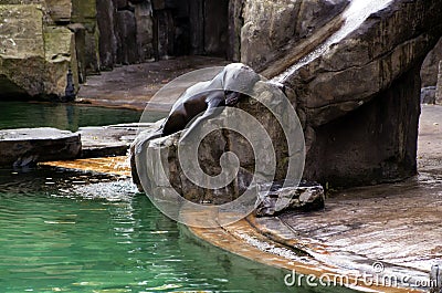 Sea ​​lion, friendly animals at the Prague Zoo.