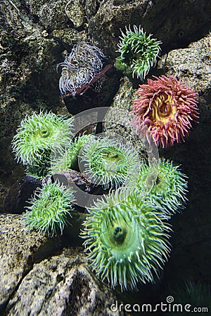 Sea anemone in aquarium in Spain.