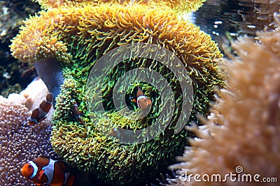 Sea Anemone with Clown Fish