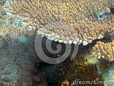 Sea Corals on a tropical saltwater environment