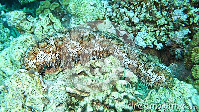 Sea Cucumber on the coral reef of the Red Sea