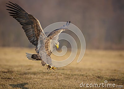 Sea eagle landing