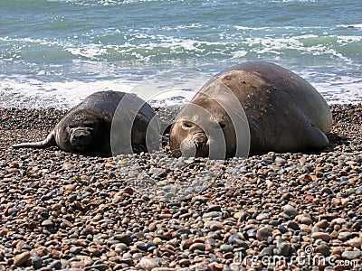  baby sea elephants lying on a stone beach in Puerto Madryn, Argentina