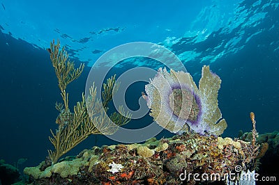 Sea Fan on a Coral Ledge