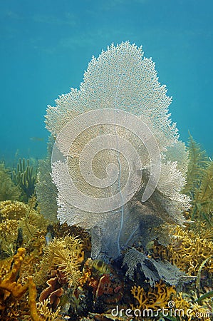 A sea fan in a coral reef of the Caribbean sea