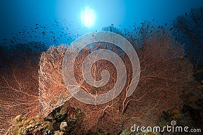 Sea fan and tropical underwater life.