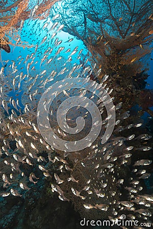 Sea fans and glassfish in the Red Sea.