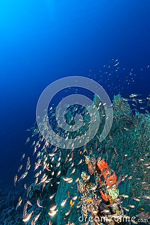 Sea fans and glassfish in the Red Sea.