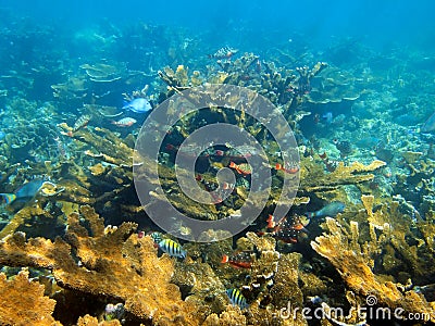 Sea floor and coral reef