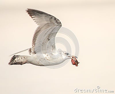 Sea Gull with Crab Catch