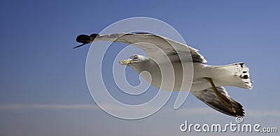 Sea gull flying in a blue sky with white clouds, l