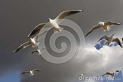 Sea-gull flying in Hyde Park.