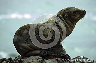 Sea Lion at black lava field