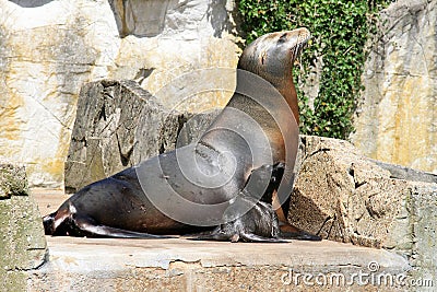 Sea lion and cocky little baby in the sun