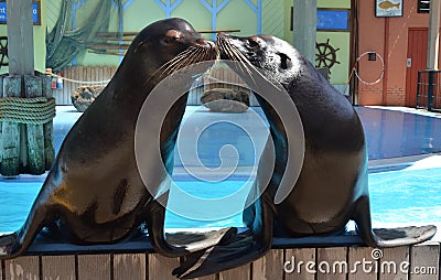 Sea lion couple