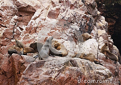 Sea Lion family