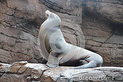 Sea lion in the rain