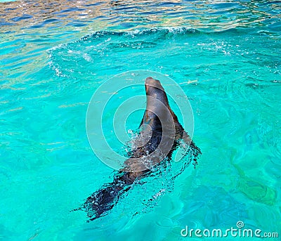 Sea lion swimming