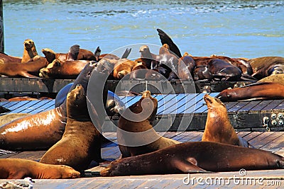 Sea Lions Group