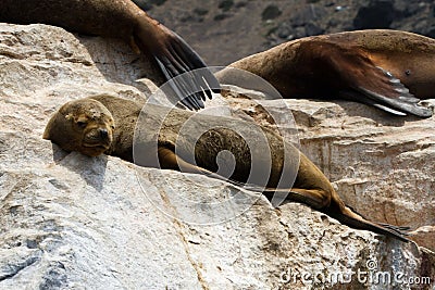Sea lions in Punta de Choros, Chile