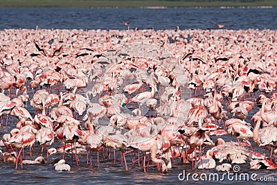 Sea of pink flamingos, Kenya