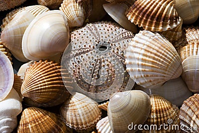 Sea Shell Collection