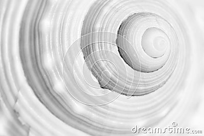 Sea shell spiral