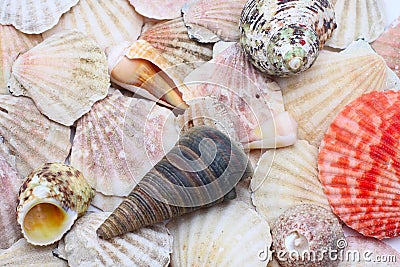 Sea shells