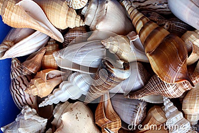 Sea Shells