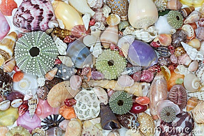 Sea shells collected on the coast of Costa Rica