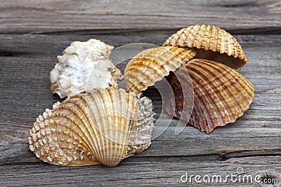 Sea shells from the Mediterranean Sea