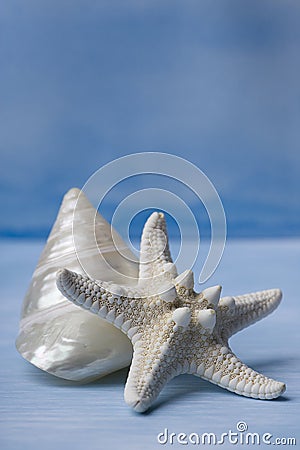 Sea Shells and Star Fish on Blue Watercolor