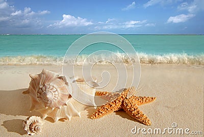 Sea shells starfish sand turquoise caribbean