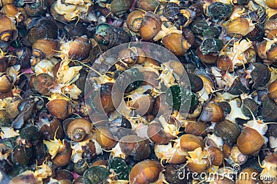 Sea snails