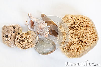 Sea sponge for bathing, pumice, sea stones. shell