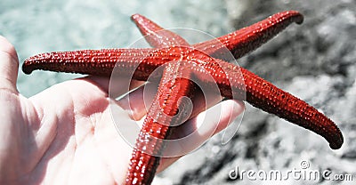 Sea star