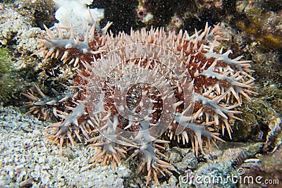 Sea star crown of thorns