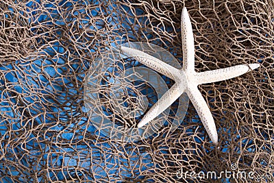 Sea star on fishing net